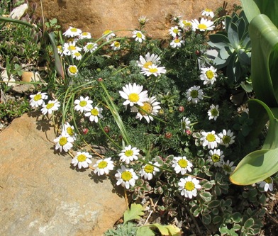 Anacyclus pyrethrum