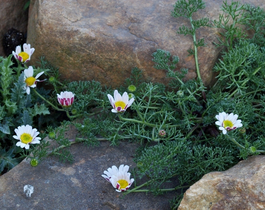 Anacyclus pyrethrum