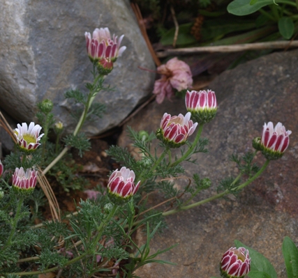 Anacyclus pyrethrum