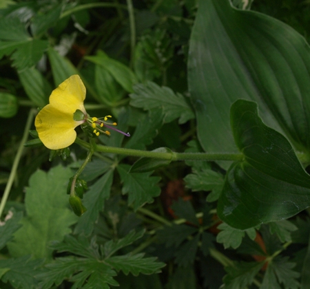 Aneilema aequinoctiale