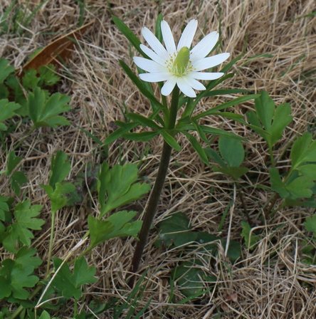 Anemone berlandieri