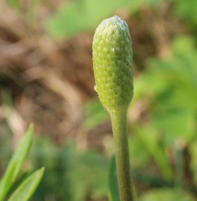 tenpetal thimbleflower; southern windflower