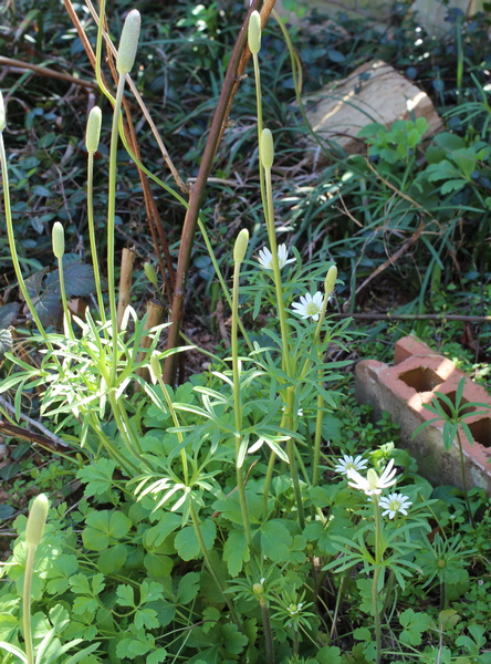 Anemone berlandieri