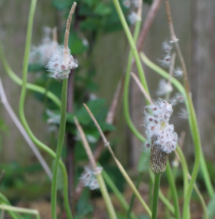 tenpetal thimbleflower; southern windflower