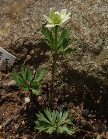 Anemone lithophila