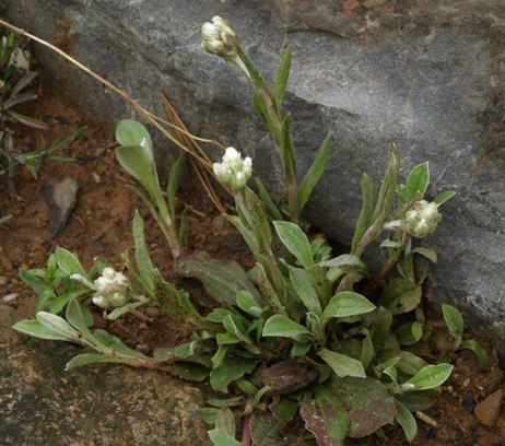 Antennaria plantaginifolia