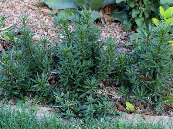 Antirrhinum hispanicum