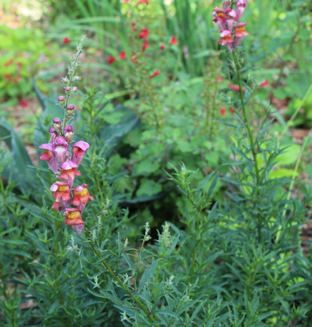 Antirrhinum hispanicum