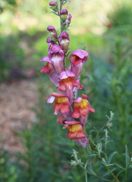 Spanish snapdragon