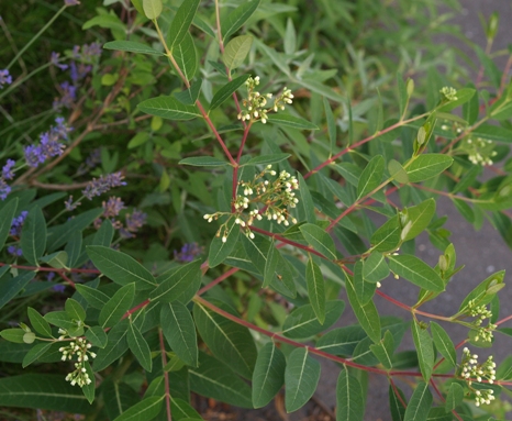 Apocynum cannabinum