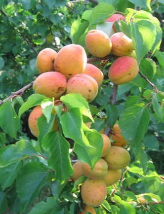 Prunus armeniaca 'Moorpark Dwarf'