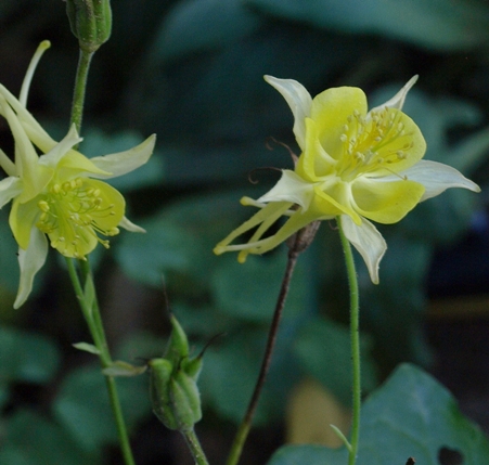 Aquilegia chrysantha