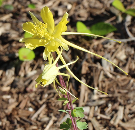 columbine