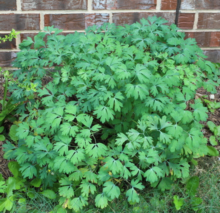 Aquilegia chrysantha