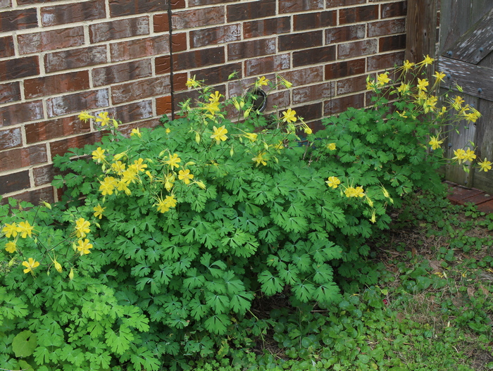 columbine