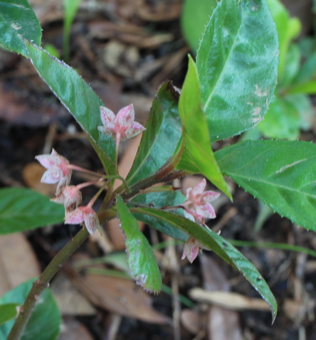 Ardisia japonica