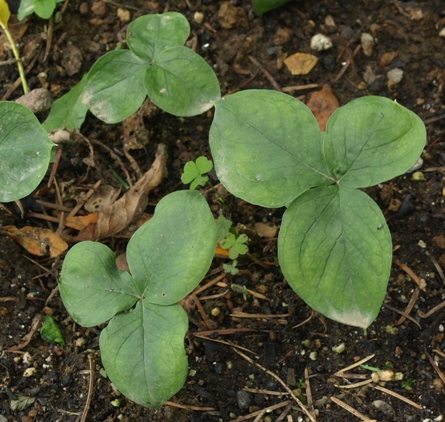 Arisaema amurense