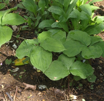 Arisaema amurense