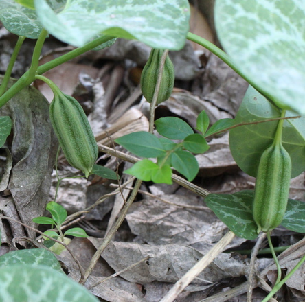 Aristolochia fimbriata