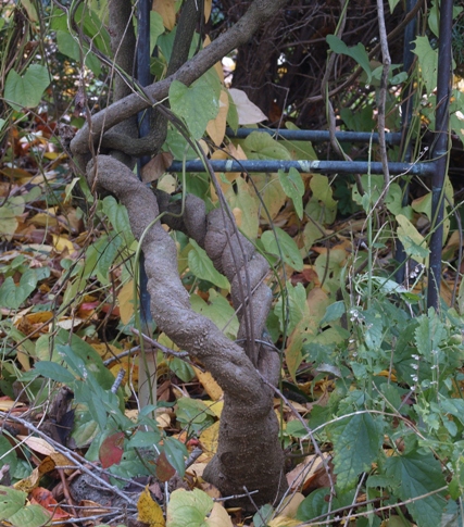 Aristolochia tomentosa