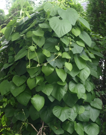 Aristolochia tomentosa