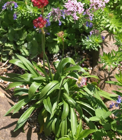 Armeria pseudarmeria 'Ballerina Red'