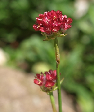 great thrift; false sea pink