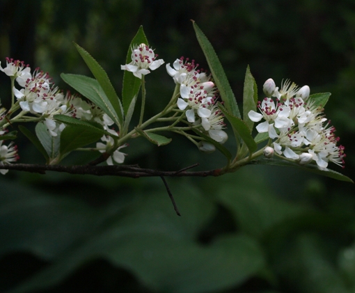 Aronia arbutifolia 'Brilliant'