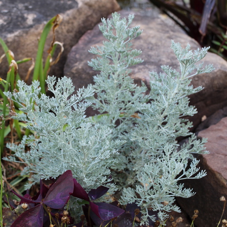 Artemisia 'Parfum d'Ethiopia'