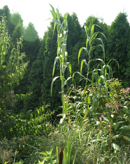 Arundo donax