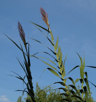 giant reed