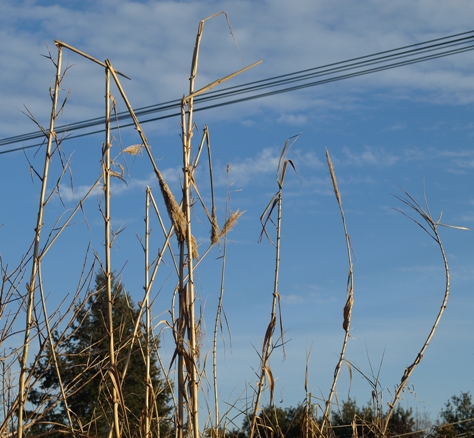 giant reed