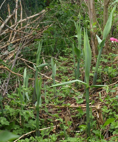 Arundo donax