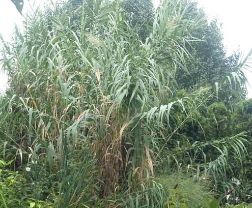 Arundo donax