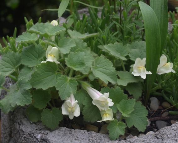 Asarina procumbens