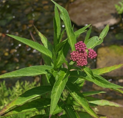 swamp milkweed