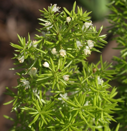 foxtail fern