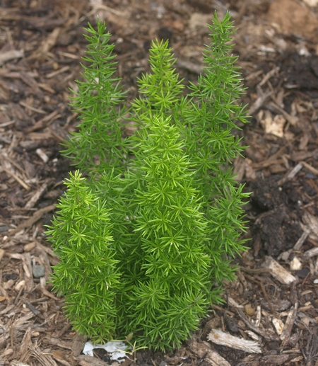 Asparagus densiflorus 'Myersii'