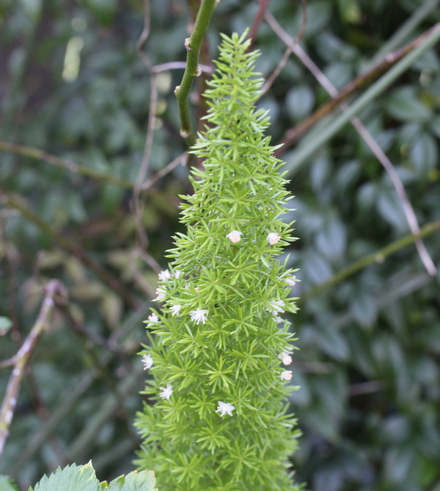 Asparagus densiflorus 'Myersii'