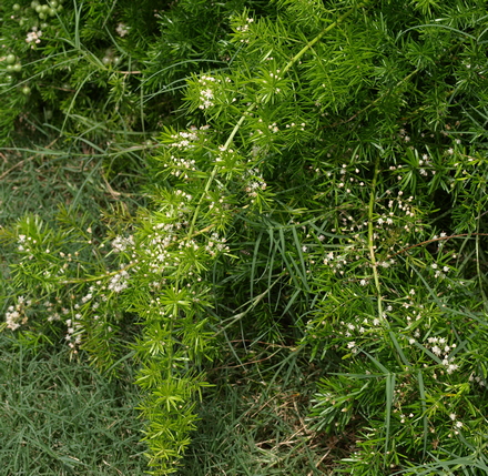 asparagus fern, emerald fern