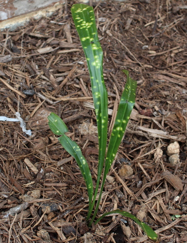 Aspidistra minutiflora 'Spangled Ribbons'