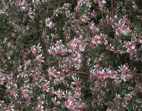 Michaelmas daisy