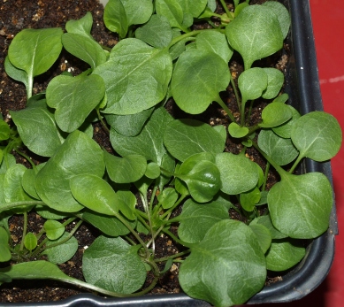 Asyneuma limonifolium