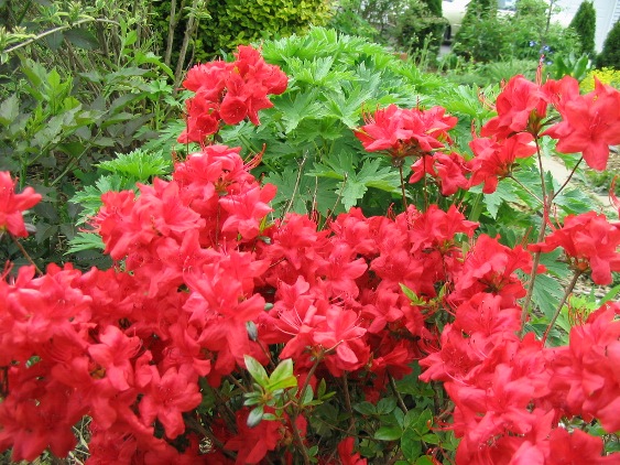 Rhododendron x azalea Gable hybrid 'Stewartsonian'