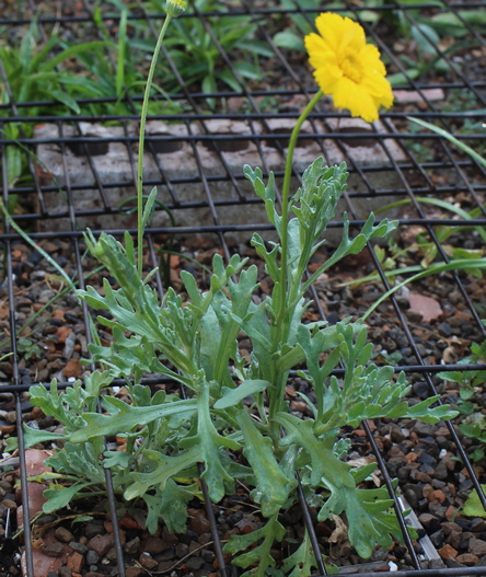 Baileya multiradiata