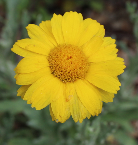 desert marigold; paper daisy