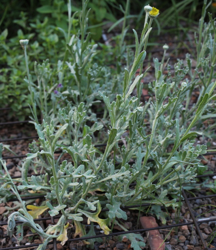 Baileya multiradiata