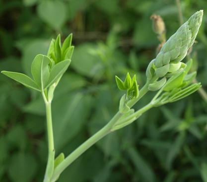 Baptisia alba