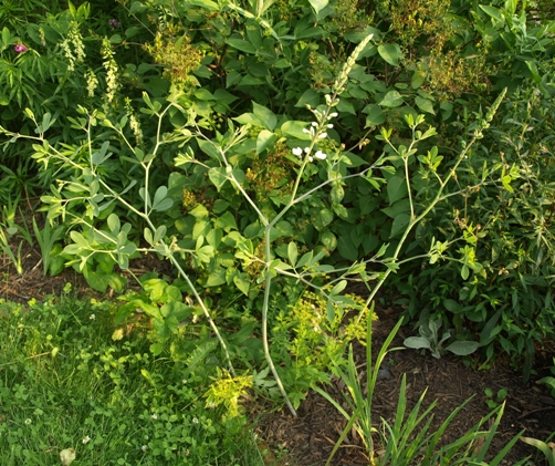 Baptisia alba