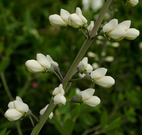 white false indigo